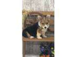 Pembroke Welsh Corgi Puppy for sale in Peebles, OH, USA