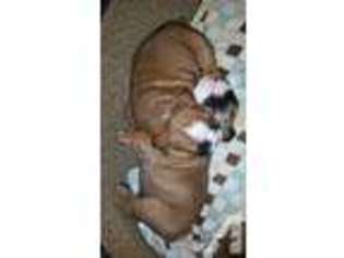 Bulldog Puppy for sale in OWASSO, OK, USA
