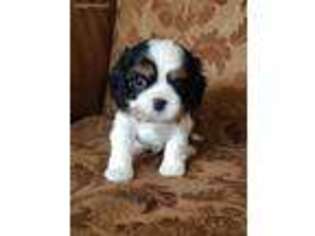 Cavalier King Charles Spaniel Puppy for sale in Folsom, CA, USA