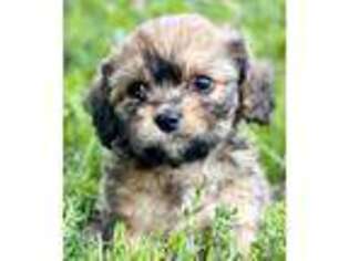 Cavachon Puppy for sale in Manchester, TN, USA