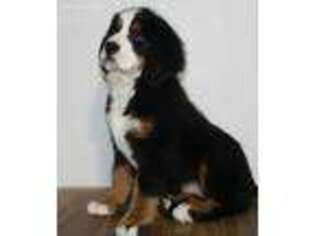 Bernese Mountain Dog Puppy for sale in Brookfield, MO, USA