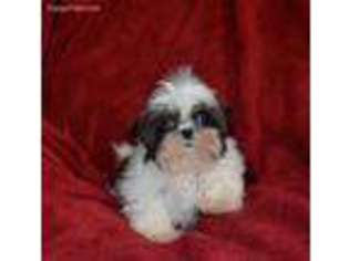 Mutt Puppy for sale in Glasgow, KY, USA