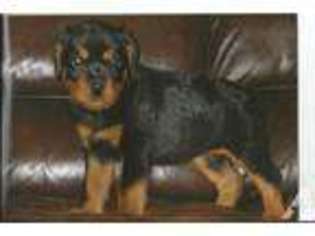 Rottweiler Puppy for sale in ARLINGTON, AZ, USA