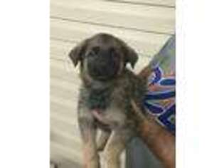 German Shepherd Dog Puppy for sale in Hazlehurst, GA, USA