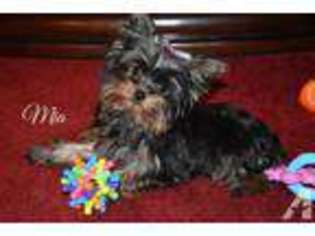 Yorkshire Terrier Puppy for sale in MERCER, PA, USA
