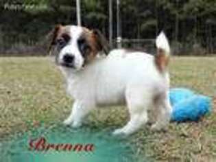 Jack Russell Terrier Puppy for sale in Amite, LA, USA