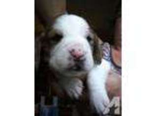 Basset Hound Puppy for sale in DE RUYTER, NY, USA