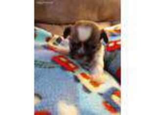 Mutt Puppy for sale in Mobile, AL, USA