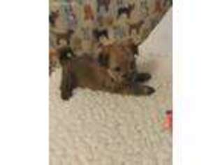 Yorkshire Terrier Puppy for sale in Bowie, TX, USA
