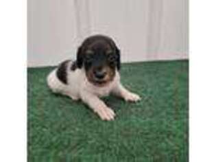Dachshund Puppy for sale in Buffalo, MO, USA