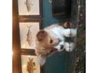 Pembroke Welsh Corgi Puppy for sale in Hillsborough, NH, USA