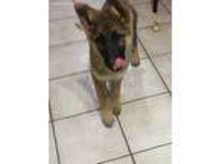 German Shepherd Dog Puppy for sale in Lufkin, TX, USA