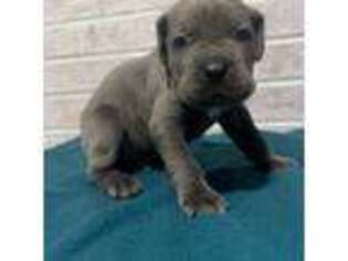 Cane Corso Puppy for sale in Toledo, OH, USA