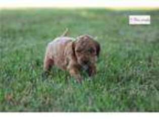 Cock-A-Poo Puppy for sale in Joplin, MO, USA