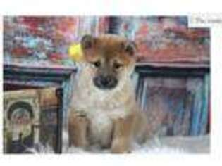 Shiba Inu Puppy for sale in Columbia, MO, USA