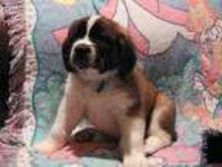 Saint Bernard Puppy for sale in Hyde Park, UT, USA