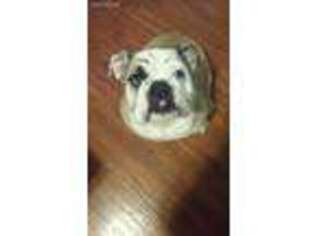 Bulldog Puppy for sale in Chilton, WI, USA