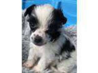 Chinese Crested Puppy for sale in Magnolia, TX, USA