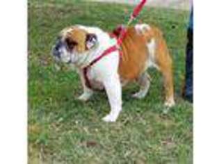 Bulldog Puppy for sale in Osceola, IA, USA