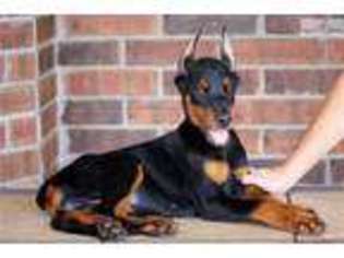 Doberman Pinscher Puppy for sale in Springfield, MO, USA