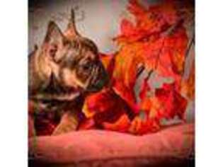 French Bulldog Puppy for sale in Lady Lake, FL, USA