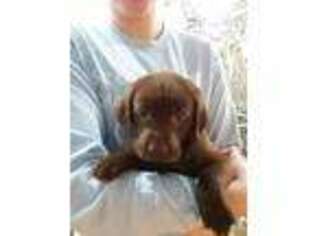 Labrador Retriever Puppy for sale in Edgerton, WI, USA