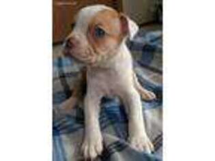 Alapaha Blue Blood Bulldog Puppy for sale in Vancouver, WA, USA