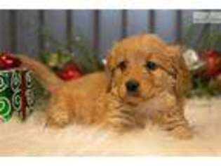 Goldendoodle Puppy for sale in Iowa City, IA, USA