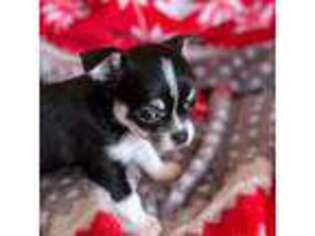 Chihuahua Puppy for sale in Madison, VA, USA