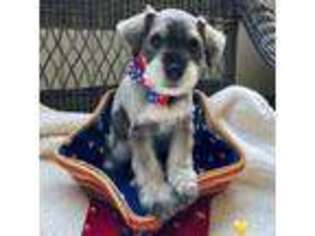 Mutt Puppy for sale in Folsom, CA, USA