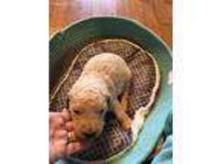 Goldendoodle Puppy for sale in Trenton, TN, USA