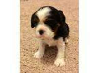 Cavalier King Charles Spaniel Puppy for sale in Biloxi, MS, USA