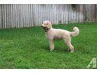 Labradoodle Puppy for sale in TYLER, TX, USA