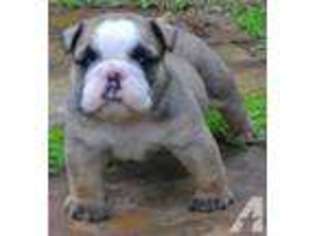 Bulldog Puppy for sale in ROYSE CITY, TX, USA