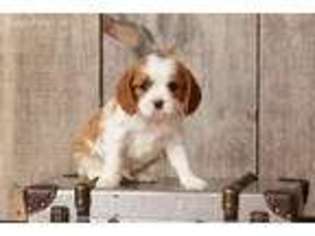 Cavalier King Charles Spaniel Puppy for sale in Richland, PA, USA