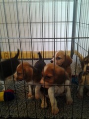 Beagle Puppy for sale in Lauderdale, MN, USA
