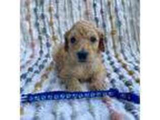 Goldendoodle Puppy for sale in Campobello, SC, USA