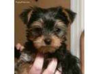Yorkshire Terrier Puppy for sale in Peterstown, WV, USA