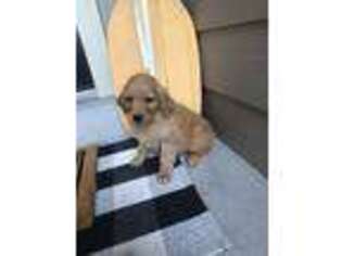 Golden Retriever Puppy for sale in Salt Lake City, UT, USA