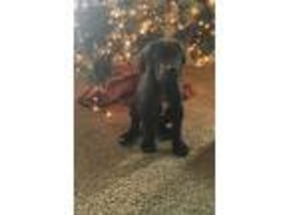 Great Dane Puppy for sale in Bellefontaine, OH, USA