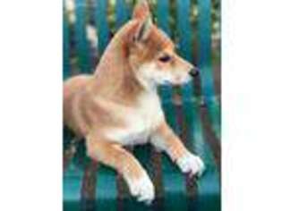 Shiba Inu Puppy for sale in San Gabriel, CA, USA