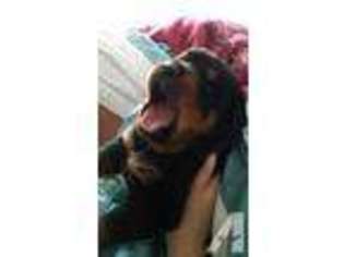Rottweiler Puppy for sale in WEST BRANCH, MI, USA