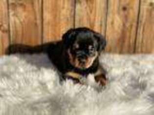 Rottweiler Puppy for sale in Porterville, CA, USA