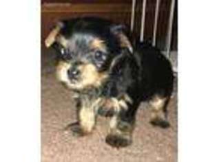 Yorkshire Terrier Puppy for sale in Muncie, IN, USA