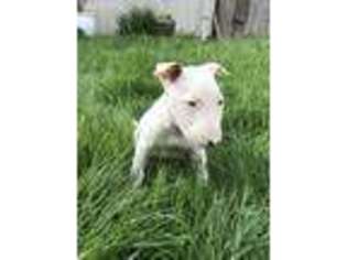 Bull Terrier Puppy for sale in Puyallup, WA, USA