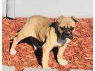 American Bulldog Puppy for sale in Harcourt, IA, USA