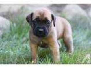 Mastiff Puppy for sale in MILFORD, IN, USA