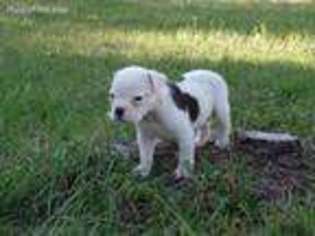 Olde English Bulldogge Puppy for sale in Dothan, AL, USA