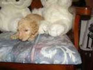 Goldendoodle Puppy for sale in Havelock, NC, USA