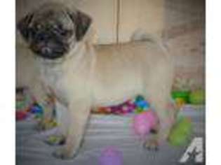 Pug Puppy for sale in MINERVA, OH, USA